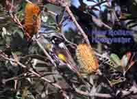 Honeyeater